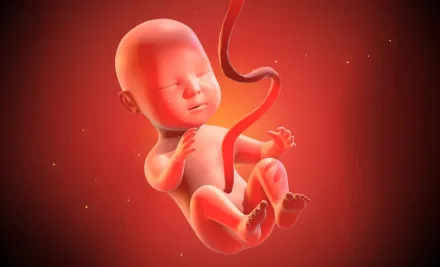 Trasferimento di Blastocisti